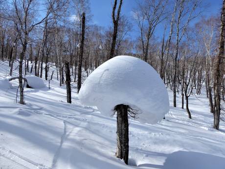 Sneeuwzekerheid Hokkaidō – Sneeuwzekerheid Rusutsu