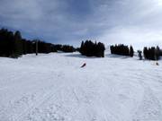 Sportieve bosafdaling naar Aebi