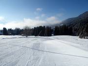 Dalafdaling Lapins (Villars)