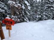 Tree skiing (afdalingen door de bossen)
