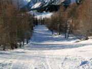 Bosafdaling bij de Piz Aela