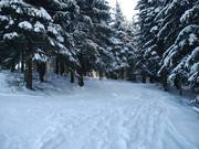 De bosafdaling leidt naar het vlakkere gedeelte van de hoofdpiste.