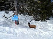 Leuke figuren langs de wilddierenpiste naar Fiorentini