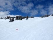 Afdaling Williamson Bowl