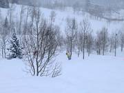 Tree skiing (afdalingen door de bossen)