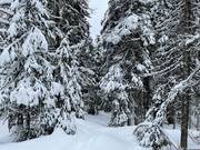 Het skigebied SilverStar wordt voorzien van veel natuursneeuw.