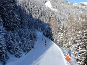 Gemakkelijke bosafdaling