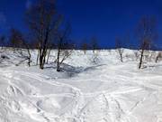 Tree runs door berkenbossen
