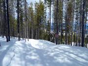 Kinderpiste in het bos