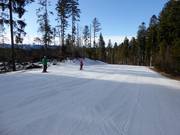 Lichte en brede bosafdaling