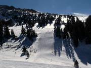 Columbine in de Montezuma Bowl