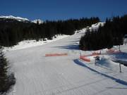 Ptarmigan op de Whistler Mountain