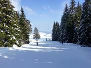 Deels lopen de pistes door idyllische bossen.