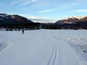 Besneeuwde loipes in Reischach