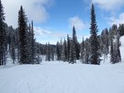 Afdaling Screaming Cheetah