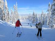 Makkelijke piste door het Canadese winterbos