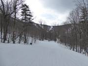 Gemakkelijk pad door de bossen