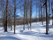 Gekapte bosafdaling (Gladed Run)