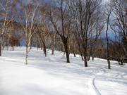 Diepsneeuw in het lichte bos
