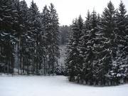 Bosafdaling voor het sleeptraject