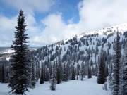 Afdalingen door het lichte bos
