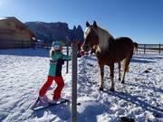 Paarden maken kinderen blij