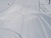 Ochtendlijk corduroy op de Rhododendron