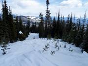 Afdaling door uitgedunde bosgebieden (Gladed Run)