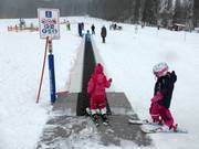 Tovermat in Hirschzwergland