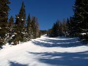 Mooie, lichte bosafdalingen