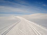 Langlaufloipe bij de Skeikampen op 1123 m