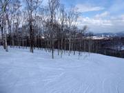 Van de piste het lichte bos in