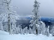Zeer populair: tree-skiën door de lichte bossen