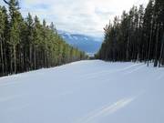 Bosdoorgangspiste Eye Opener Connector