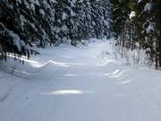 In het bosgebied van Altglashütten liggen enkele loipes.