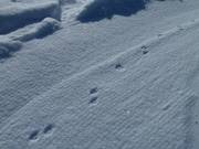 Zou de Schetti-Fuchs hier zijn sporen hebben achtergelaten?