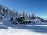 Een pistebully in wachtstand