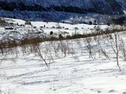 Tree runs door berkenbossen