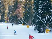 Lansbesneeuwing langs de Noordafdaling