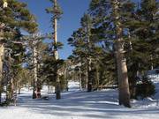 Uitgedunde bosafdalingen (Gladed Runs)