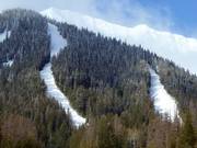 Uitzicht op de bosrijke pistes van de Currie Bowl