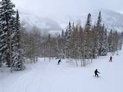 Afdalingen door bomen en bossen (tree skiing)