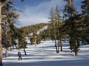 Lichte bosafdalingen zijn erg populair bij beginners.