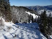 De zwarte Ahornafdaling