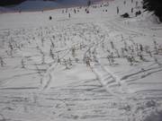 Herbebossing in het skigebied