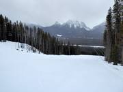 Piste nr. 174 Buffaloberry