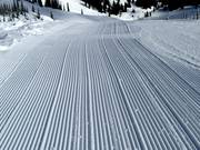 Verse sporen in de sneeuw