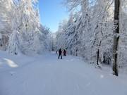 Makkelijke piste vanaf de Almberg richting Mitterfirmiansreut