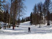 Loopt door een mooi gemengd bos: afdaling B1