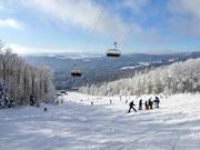 Uitzicht vanaf de Almberg over het Beierse Woud